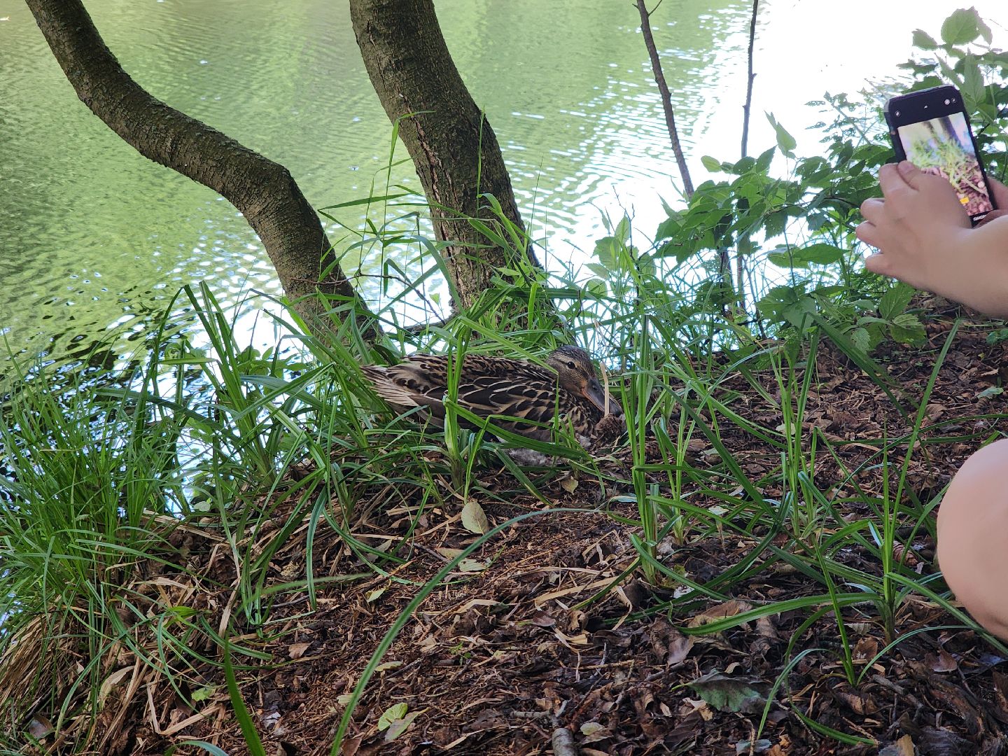 Черноголовка, Экология, Летний лагерь, дети,