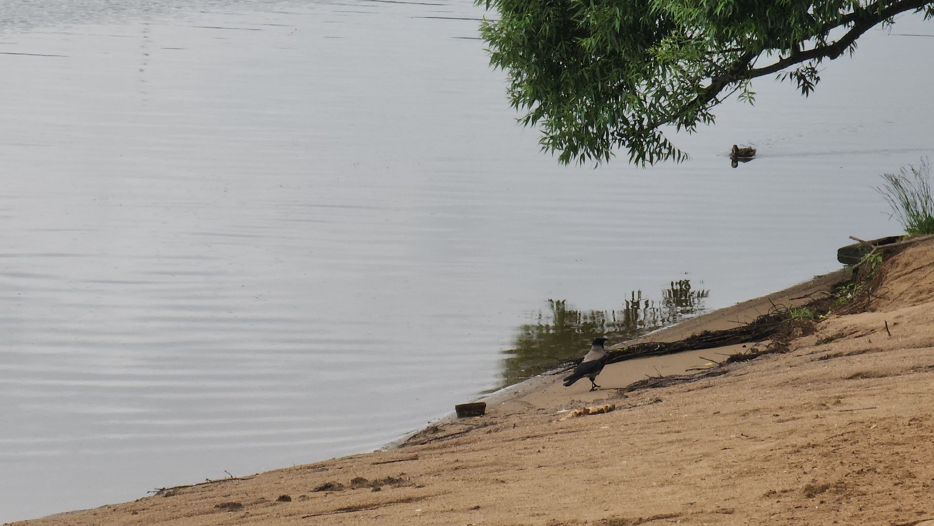 павшино, красногорск, пляж, спасательный пост,