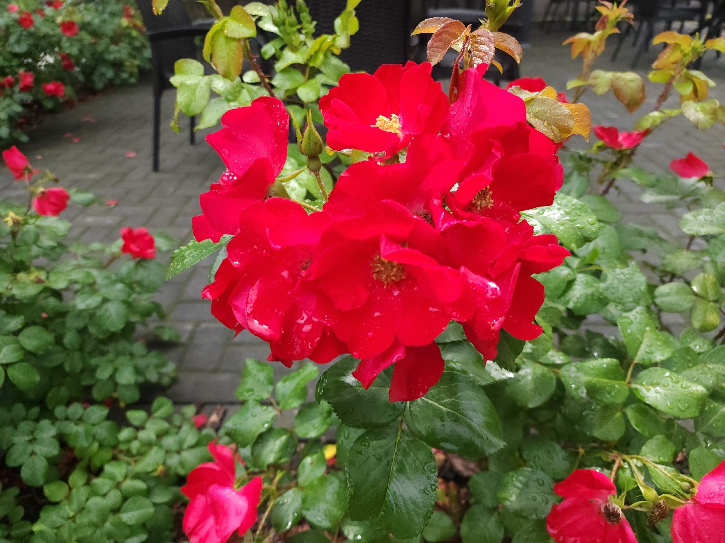 Звенигород, Искусство, Фотосессии,медведь Степан,