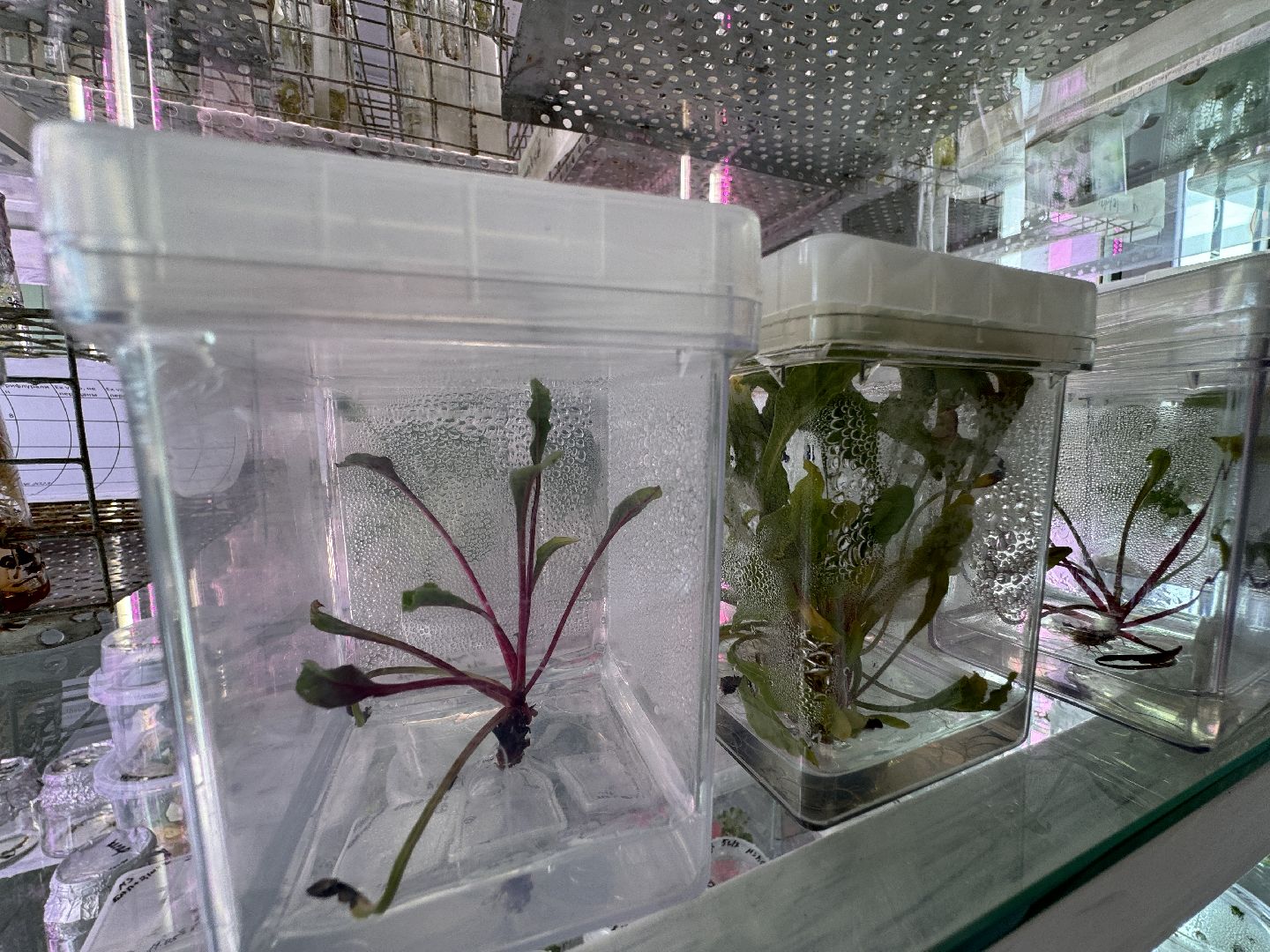 Одинцово, Молодые ученые, ВНИИСОК,