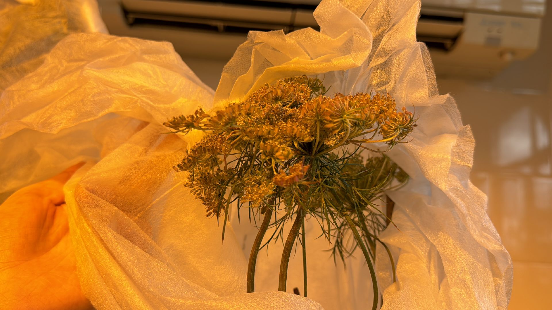 Одинцово, Молодые ученые, ВНИИСОК,