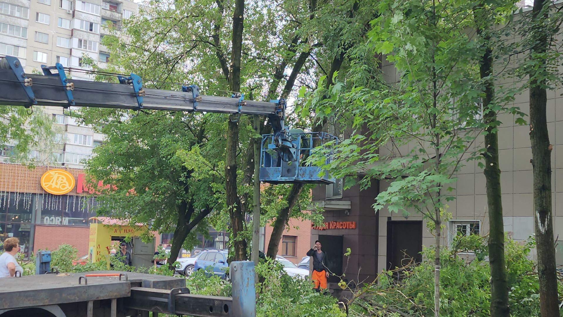 мбу городское хозяйство, сухостой, удаление сухостоя, опиловка, опиловка деревьев, жуковский,