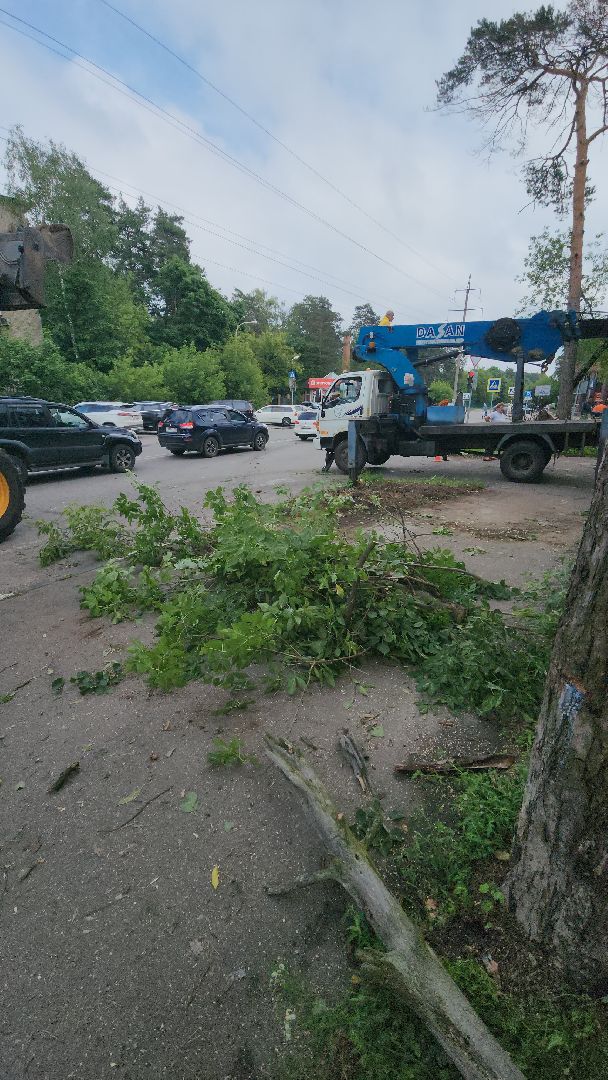 мбу городское хозяйство, сухостой, удаление сухостоя, опиловка, опиловка деревьев, жуковский,