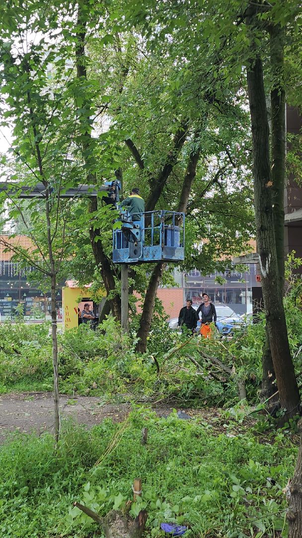 мбу городское хозяйство, сухостой, удаление сухостоя, опиловка, опиловка деревьев, жуковский,