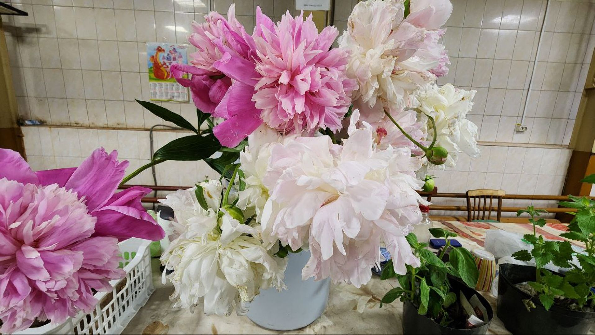 Солнечногорск, рынок, торговля, пенсионеры,