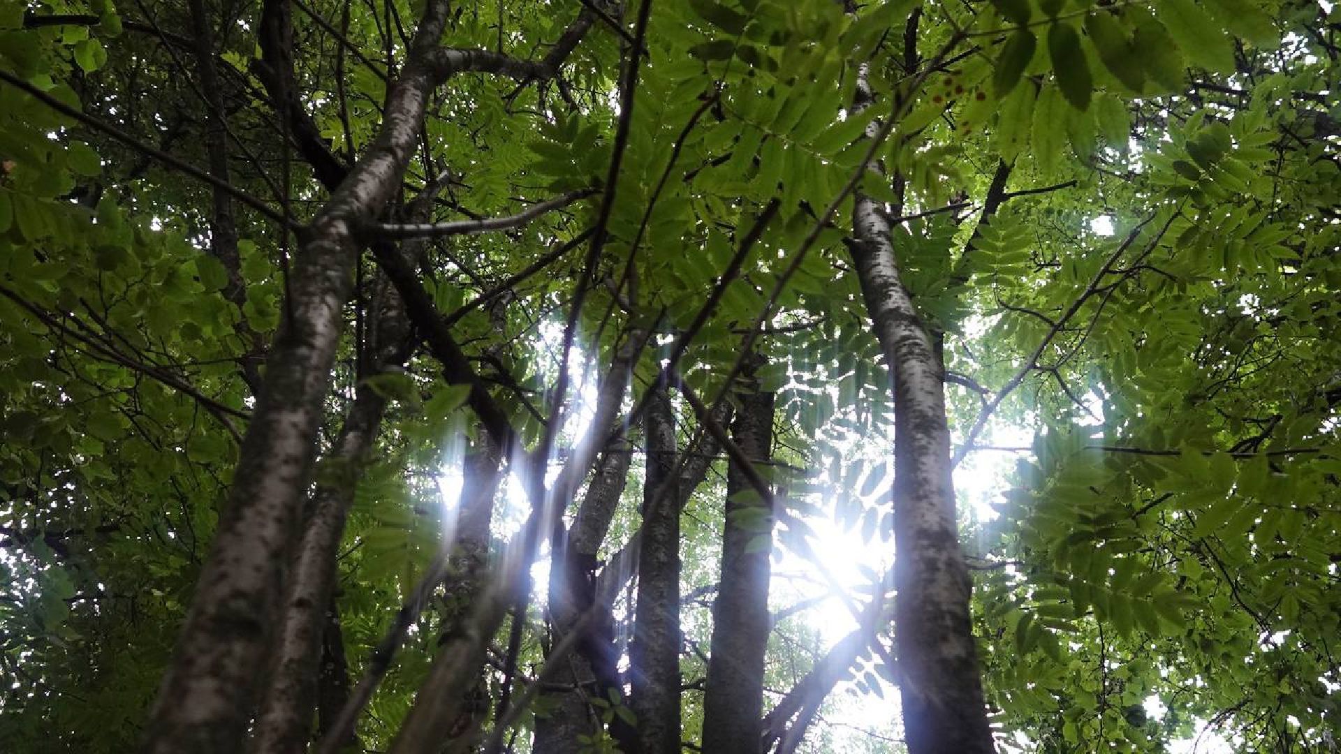 Сергиев Посад, Выездная администрация, Диалог с жителями, Благоустройство, Комплексное благоустройство дворов, КБДТ, Доверие к власти,