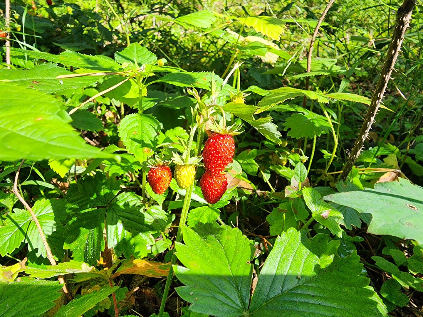 сезон земляники, шатура, леса шатуры, природа шатуры, земляника,