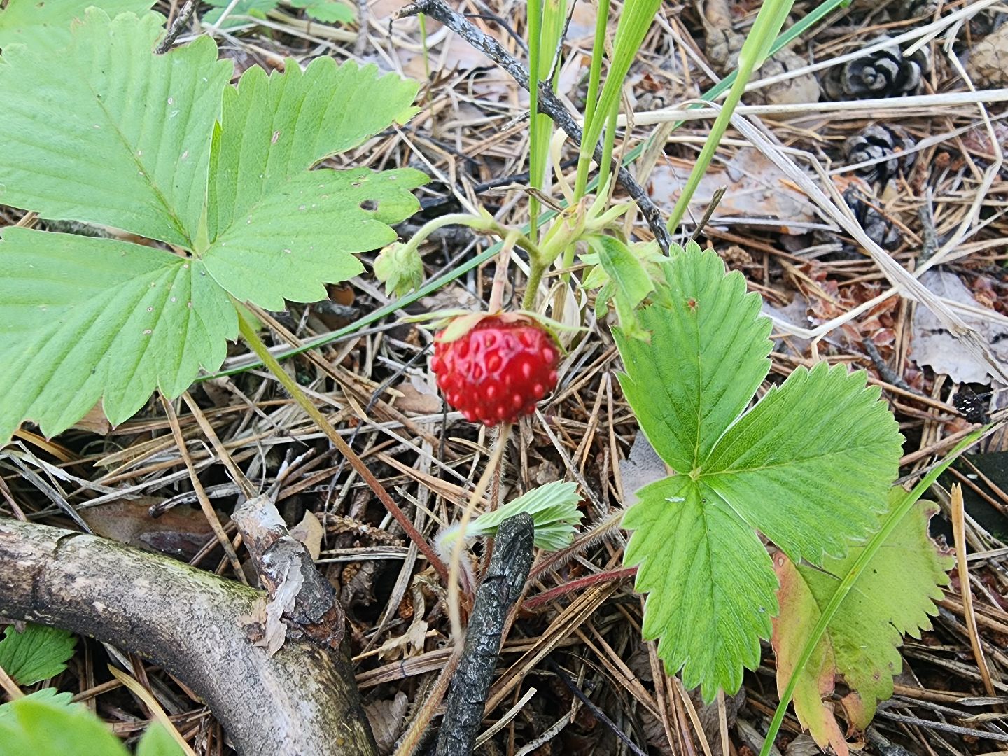 сезон земляники, шатура, леса шатуры, природа шатуры, земляника,