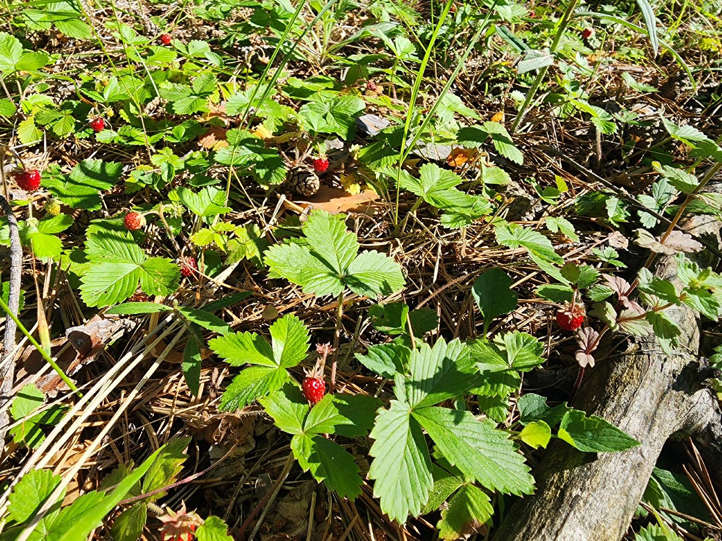 сезон земляники, шатура, леса шатуры, природа шатуры, земляника,