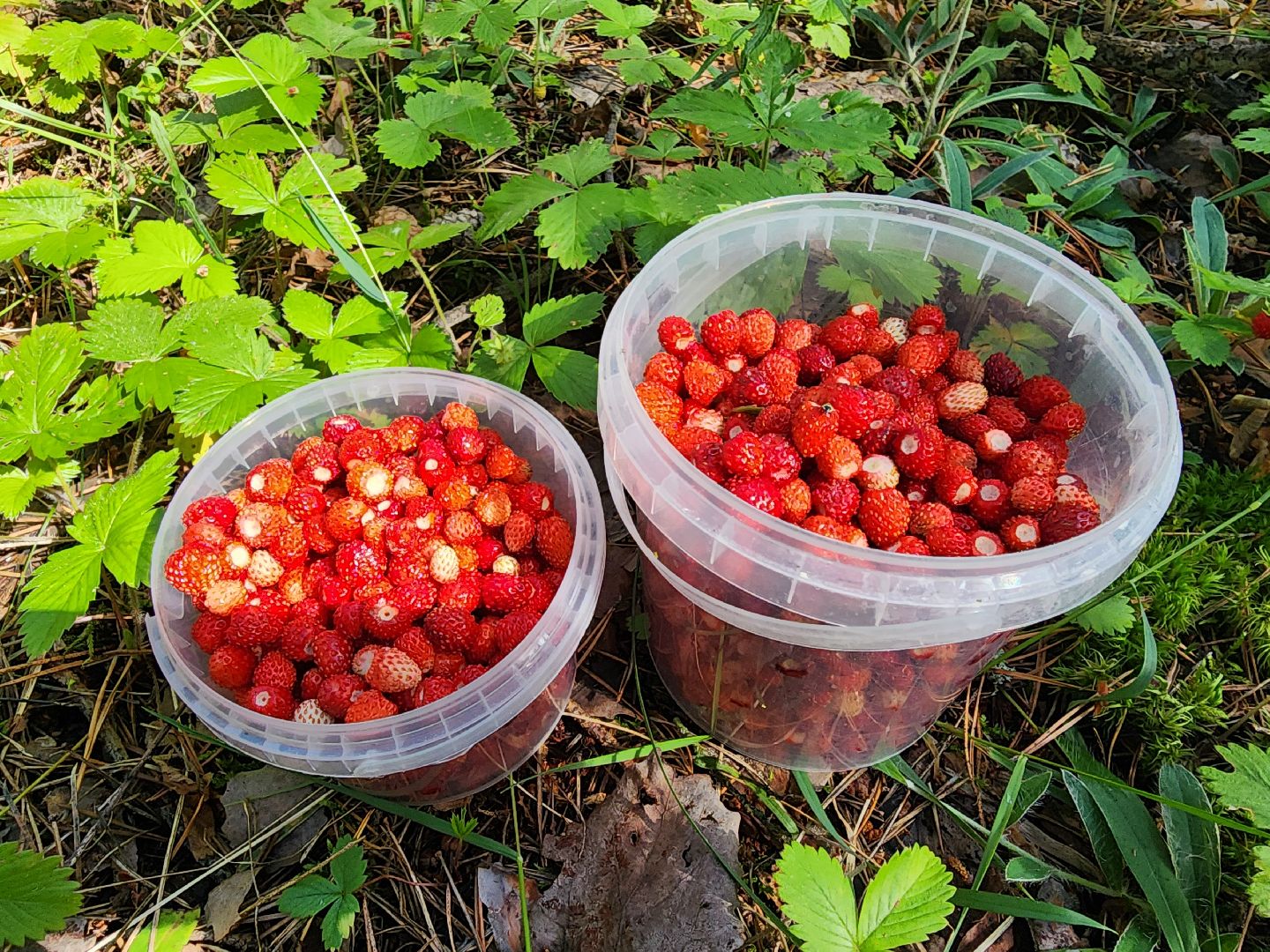 сезон земляники, шатура, леса шатуры, природа шатуры, земляника,