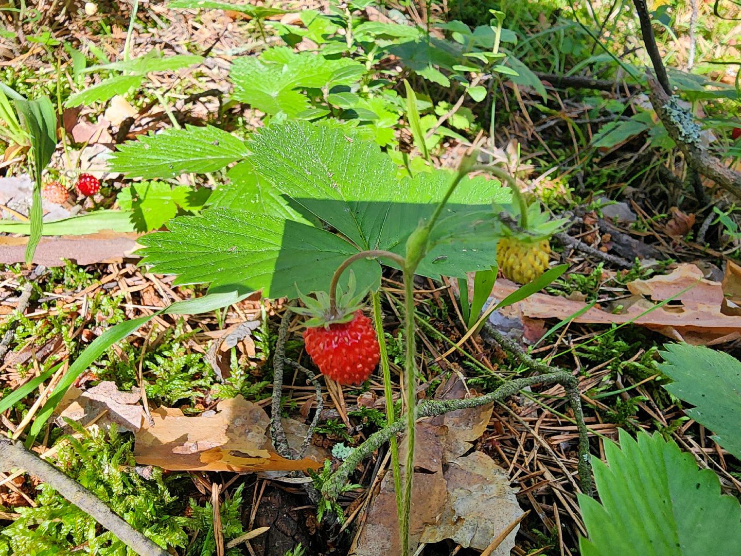 сезон земляники, шатура, леса шатуры, природа шатуры, земляника,