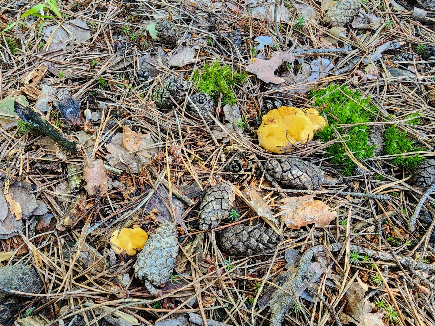 сезон земляники, шатура, леса шатуры, природа шатуры, земляника,