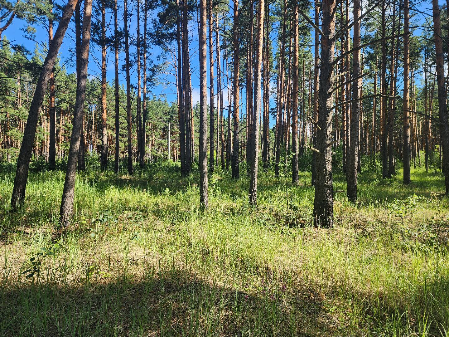 сезон земляники, шатура, леса шатуры, природа шатуры, земляника,