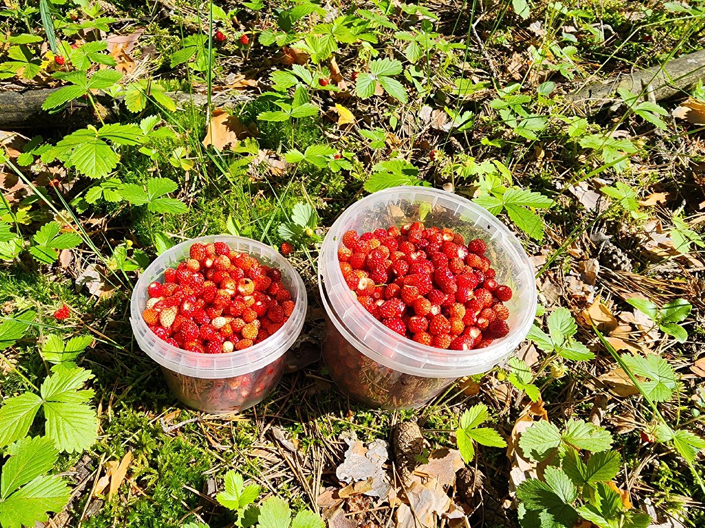 сезон земляники, шатура, леса шатуры, природа шатуры, земляника,