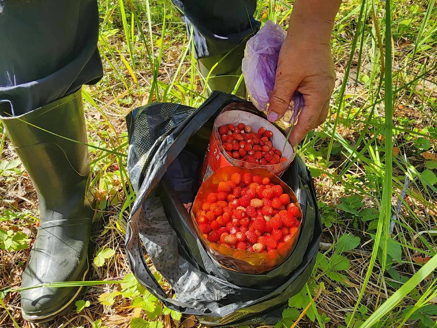 сезон земляники, шатура, леса шатуры, природа шатуры, земляника,