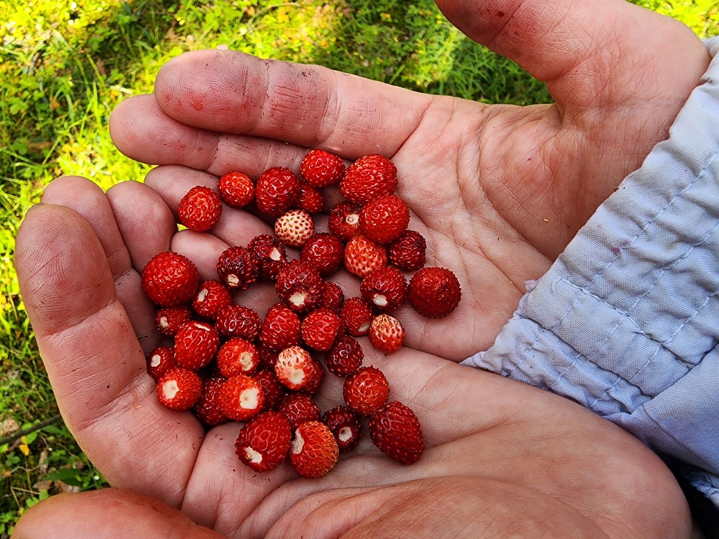 сезон земляники, шатура, леса шатуры, природа шатуры, земляника,