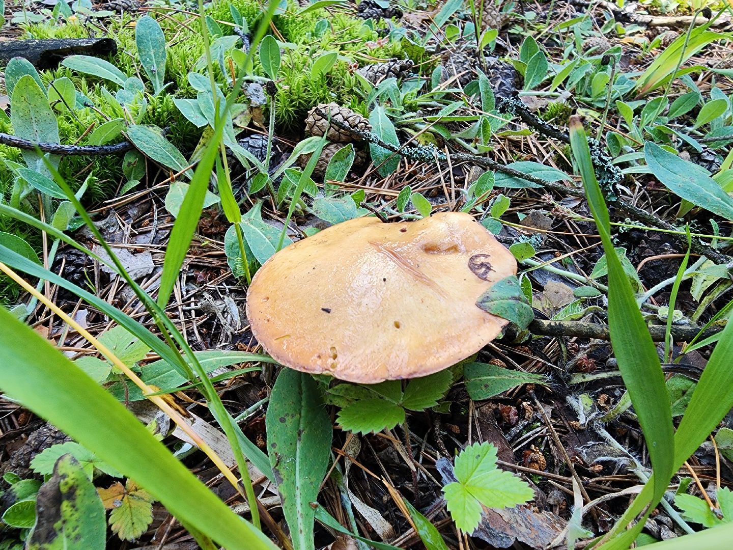 сезон земляники, шатура, леса шатуры, природа шатуры, земляника,