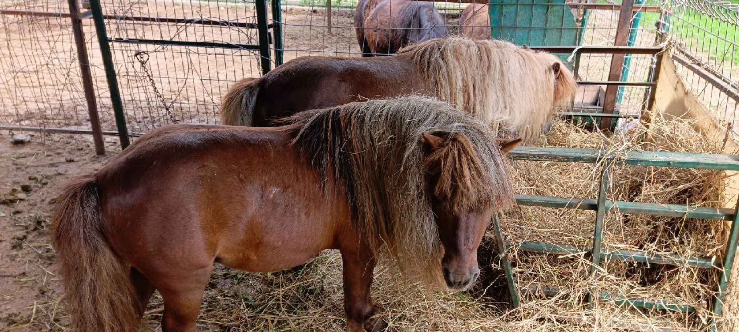 Дмитров, Центр реабилитации животных,