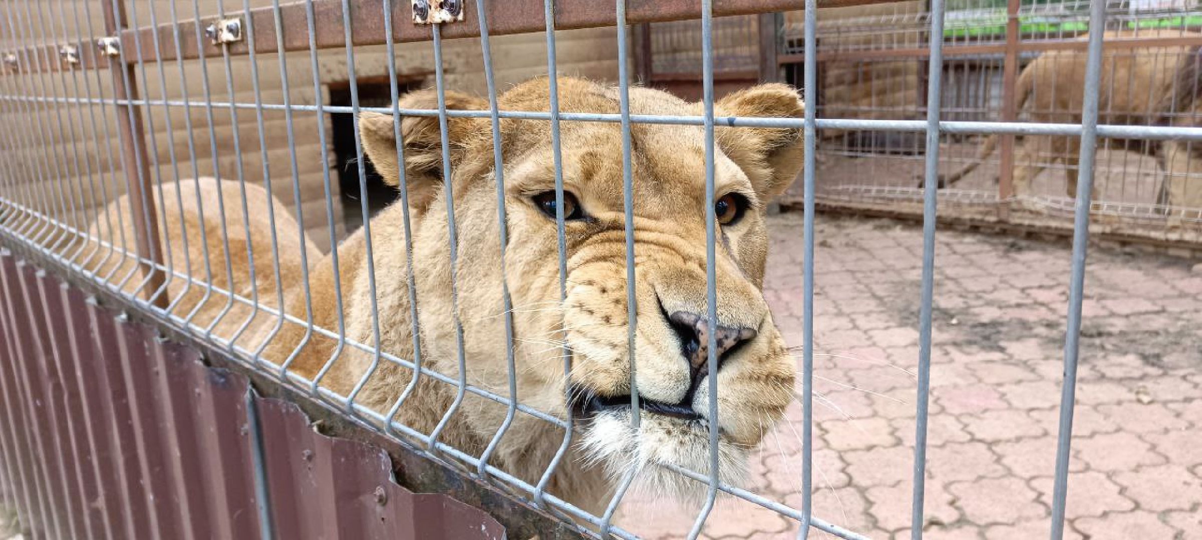 Дмитров, Центр реабилитации животных,