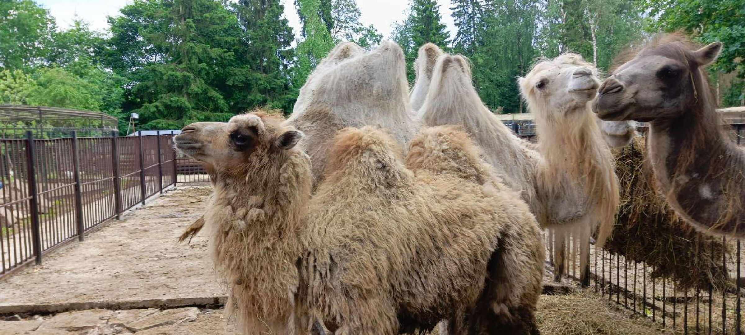 Дмитров, Центр реабилитации животных,