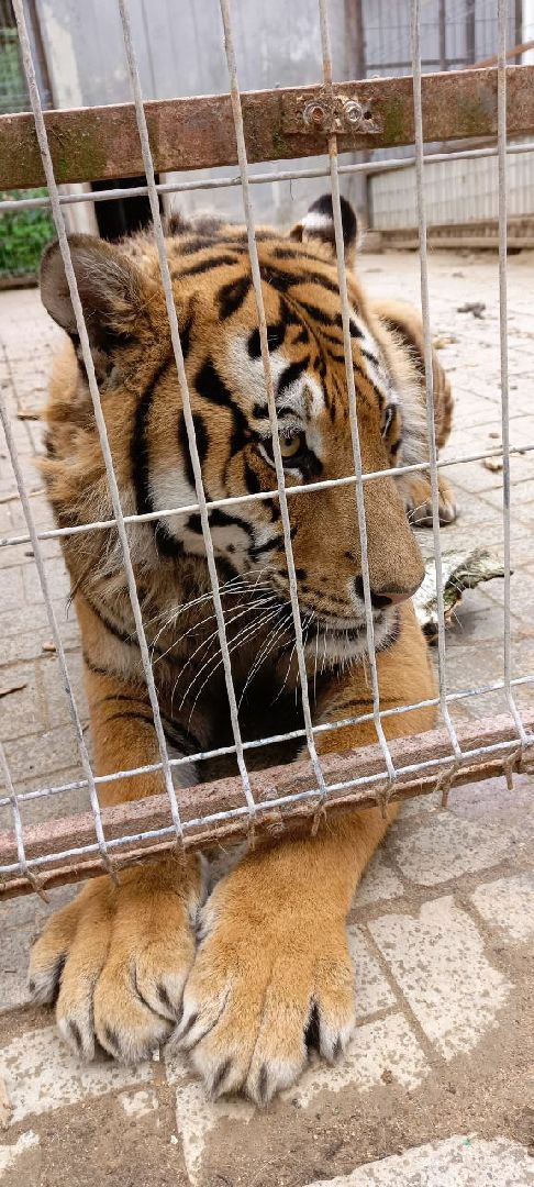 Дмитров, Центр реабилитации животных,