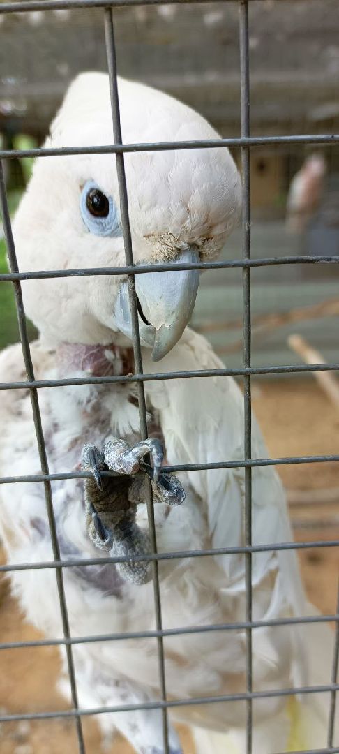 Дмитров, Центр реабилитации животных,