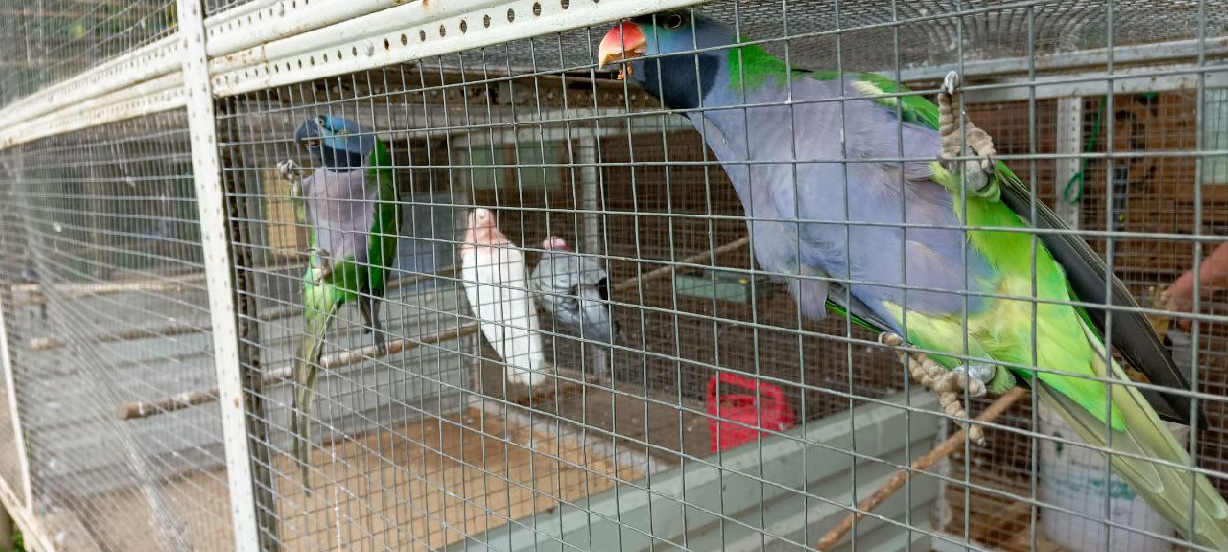 Дмитров, Центр реабилитации животных,