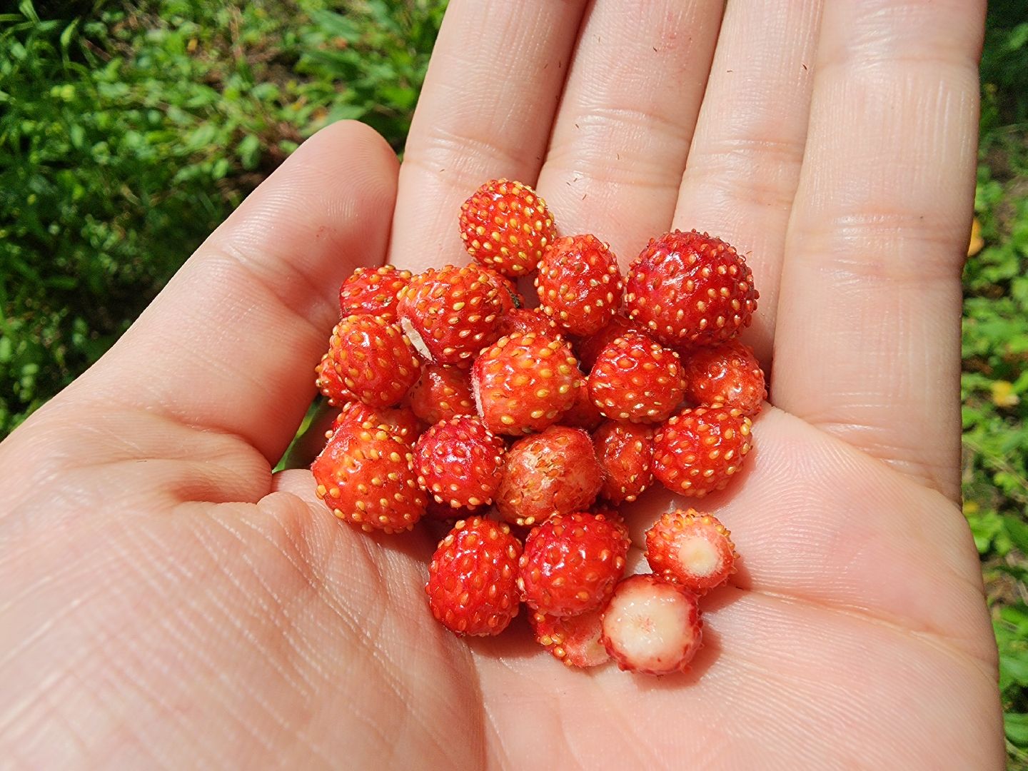 земляника, ягодный сезон, лес, Бисерово, Богородский городской округ,