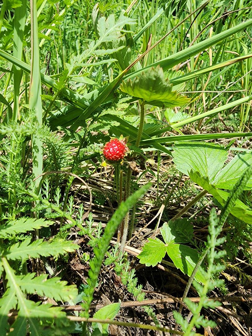 земляника, ягодный сезон, лес, Бисерово, Богородский городской округ,