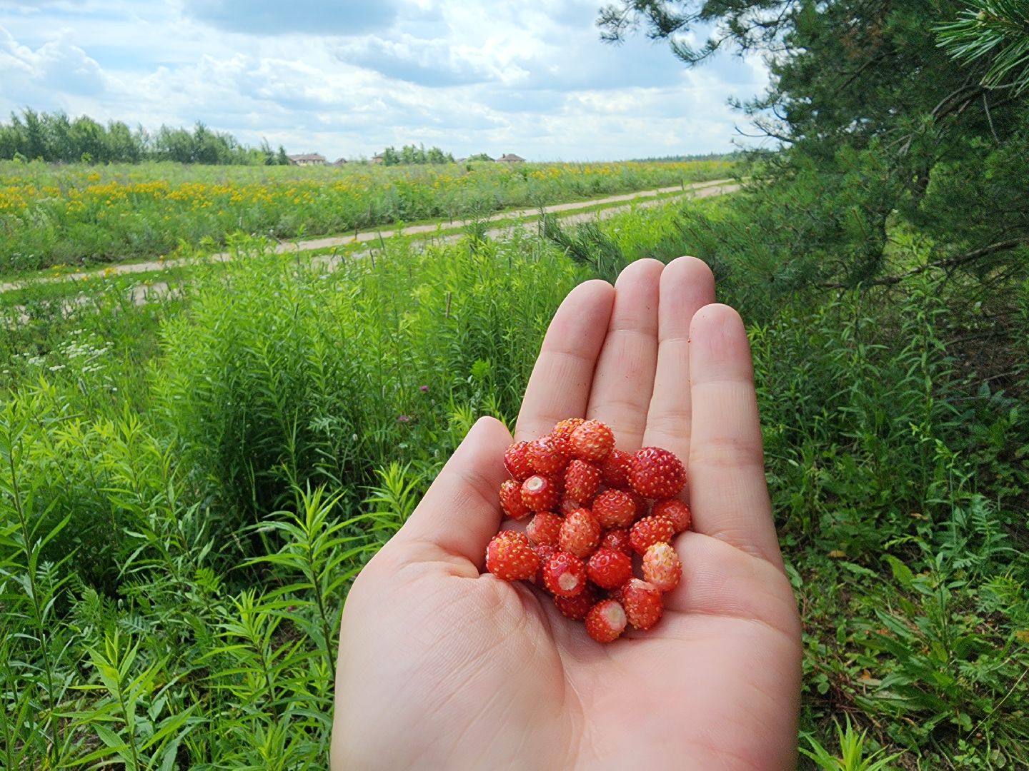 земляника, ягодный сезон, лес, Бисерово, Богородский городской округ,