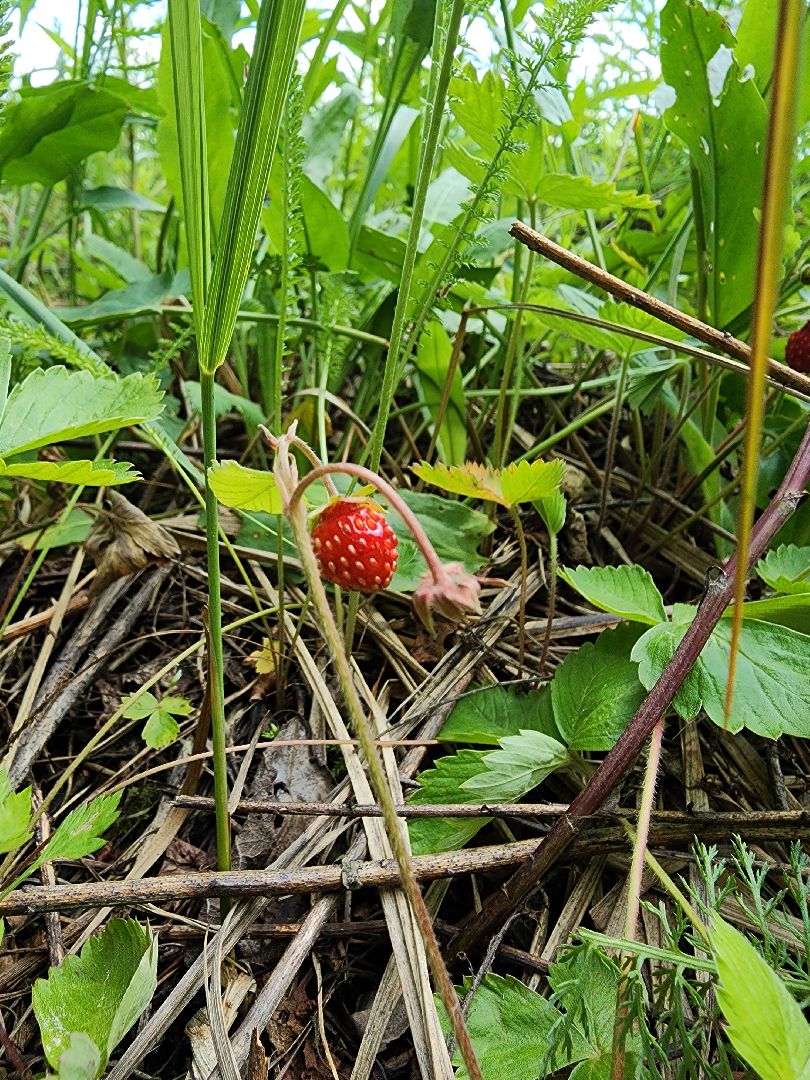 земляника, ягодный сезон, лес, Бисерово, Богородский городской округ,