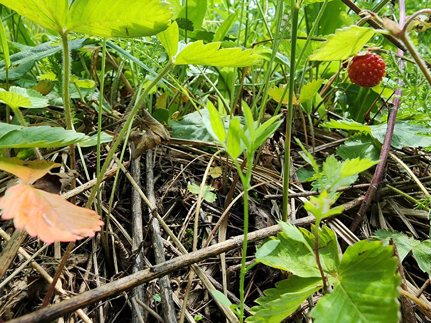 земляника, ягодный сезон, лес, Бисерово, Богородский городской округ,