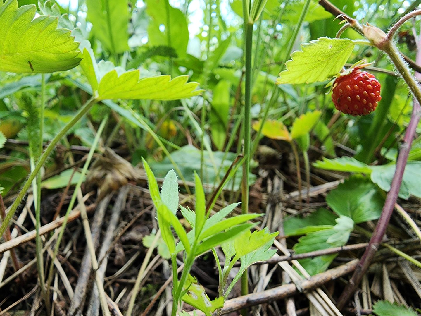 земляника, ягодный сезон, лес, Бисерово, Богородский городской округ,