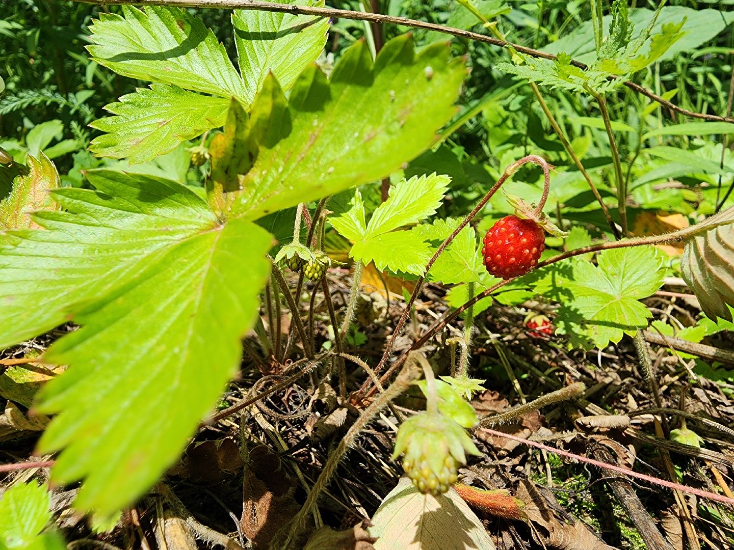 земляника, ягодный сезон, лес, Бисерово, Богородский городской округ,
