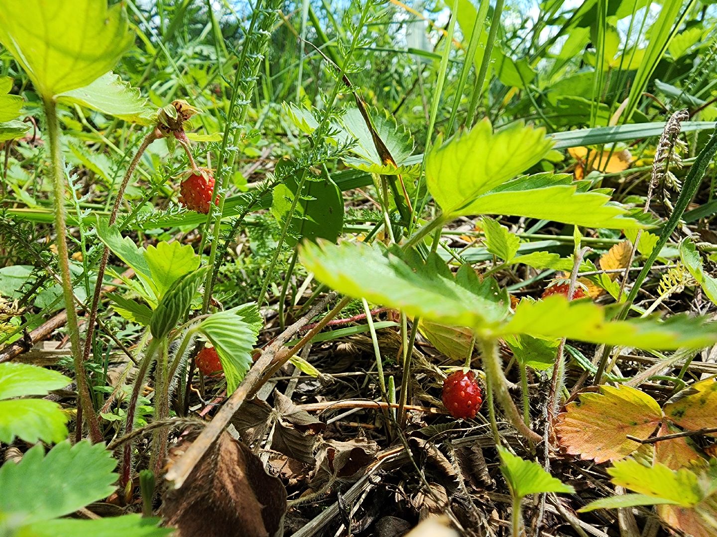 земляника, ягодный сезон, лес, Бисерово, Богородский городской округ,