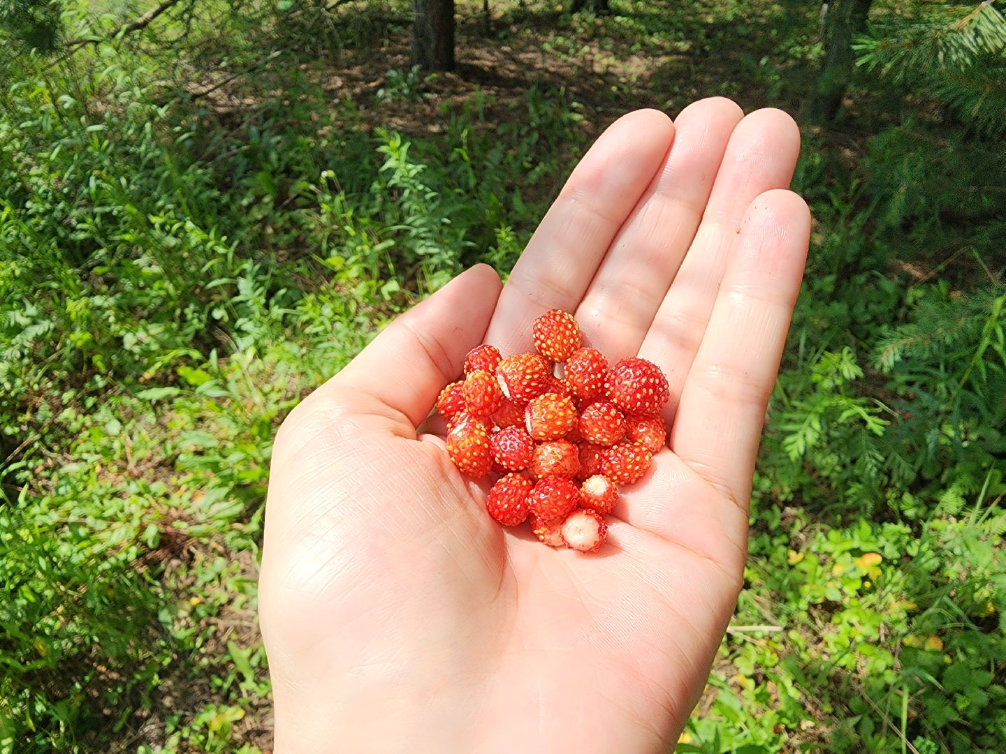 земляника, ягодный сезон, лес, Бисерово, Богородский городской округ,