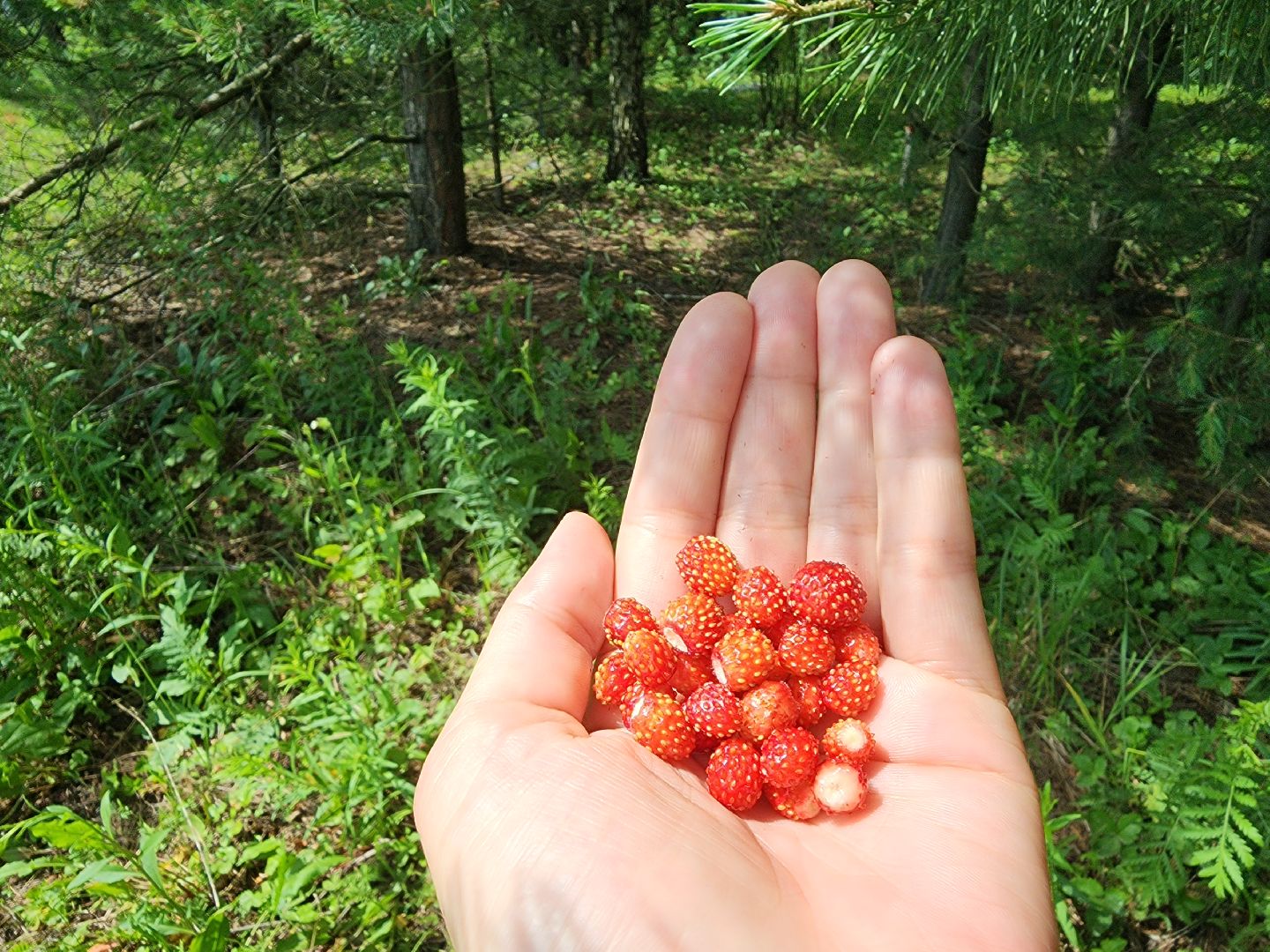 земляника, ягодный сезон, лес, Бисерово, Богородский городской округ,