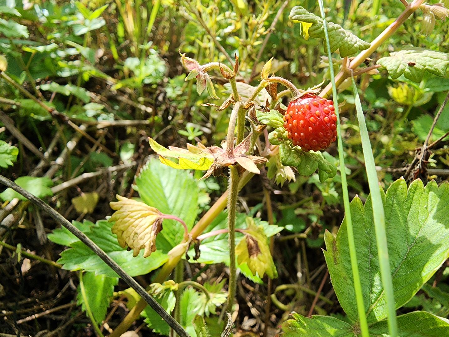 земляника, ягодный сезон, лес, Бисерово, Богородский городской округ,
