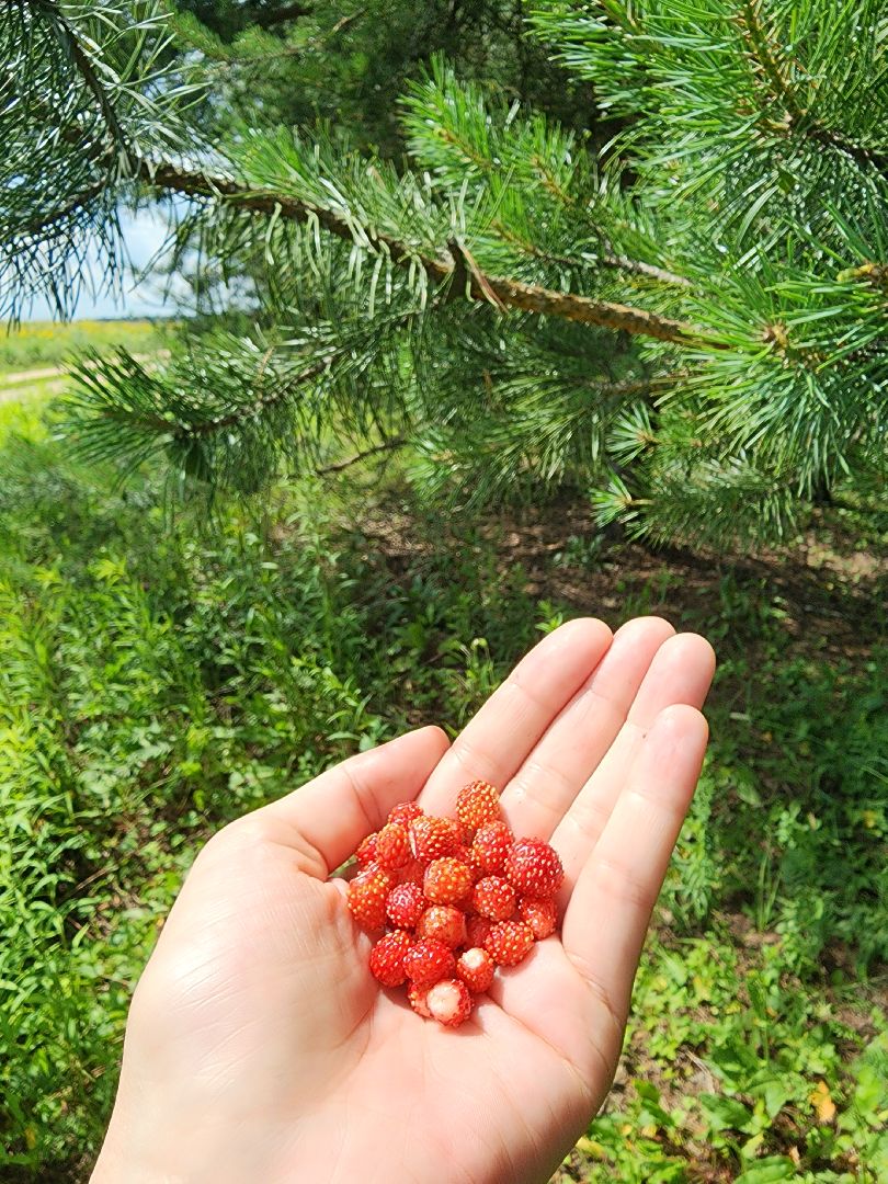 земляника, ягодный сезон, лес, Бисерово, Богородский городской округ,