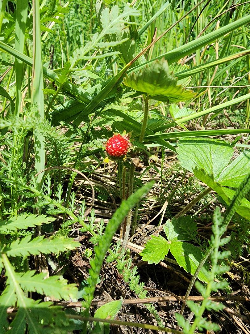 земляника, ягодный сезон, лес, Бисерово, Богородский городской округ,