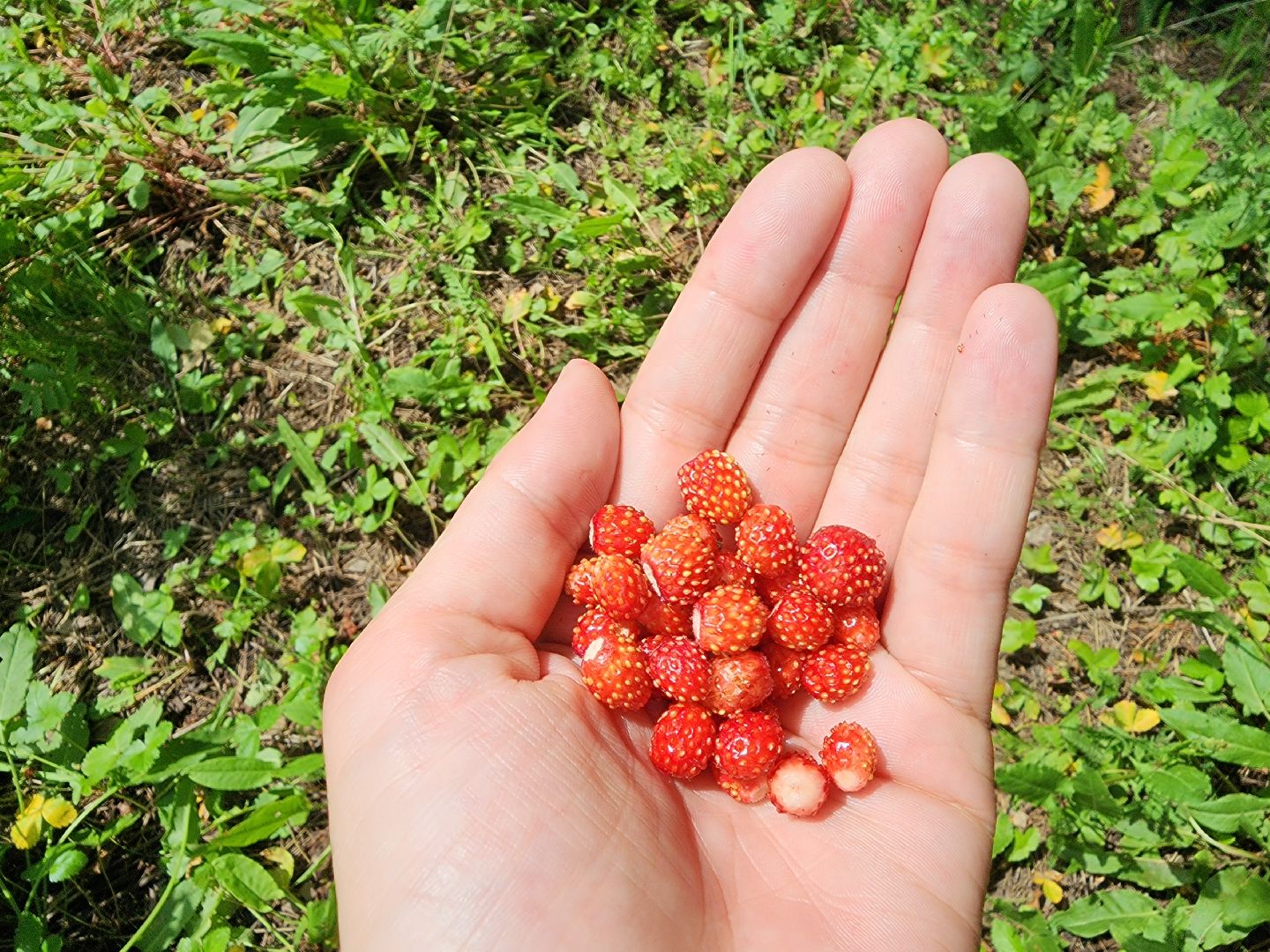 земляника, ягодный сезон, лес, Бисерово, Богородский городской округ,