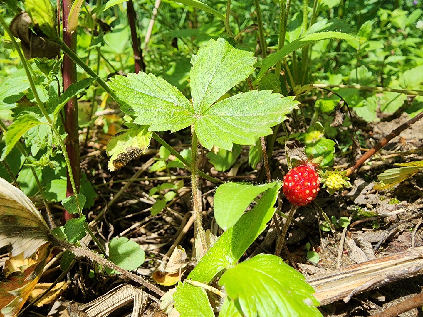земляника, ягодный сезон, лес, Бисерово, Богородский городской округ,
