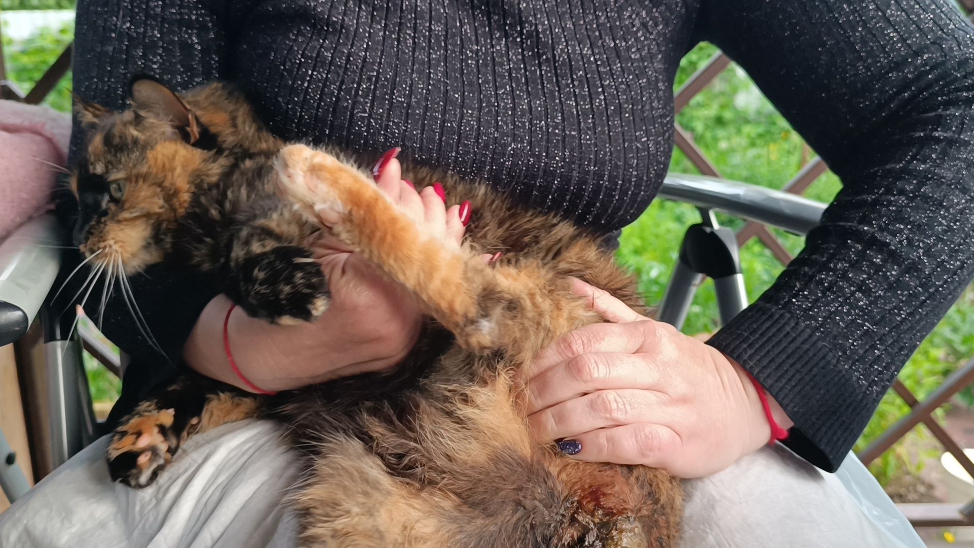 кошка, лобня, благотворители,