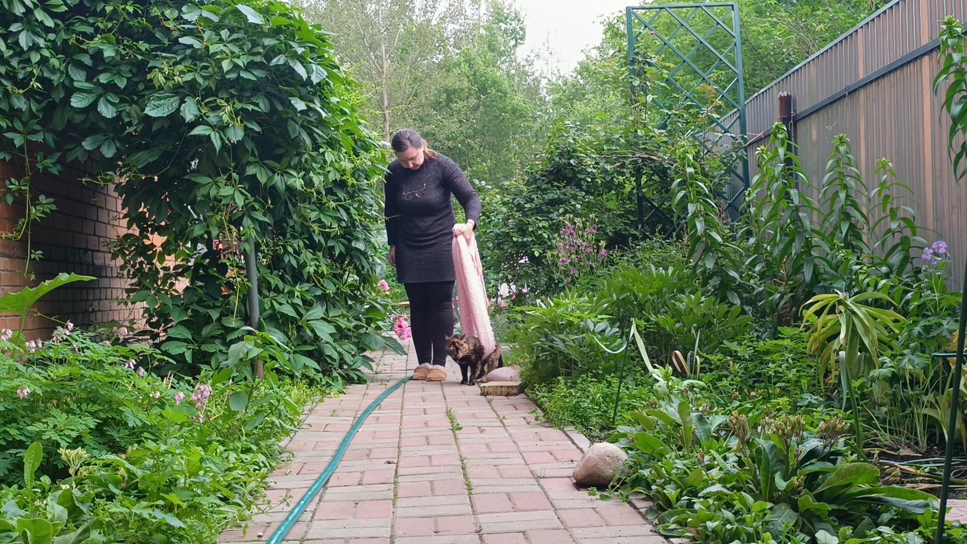 кошка, лобня, благотворители,