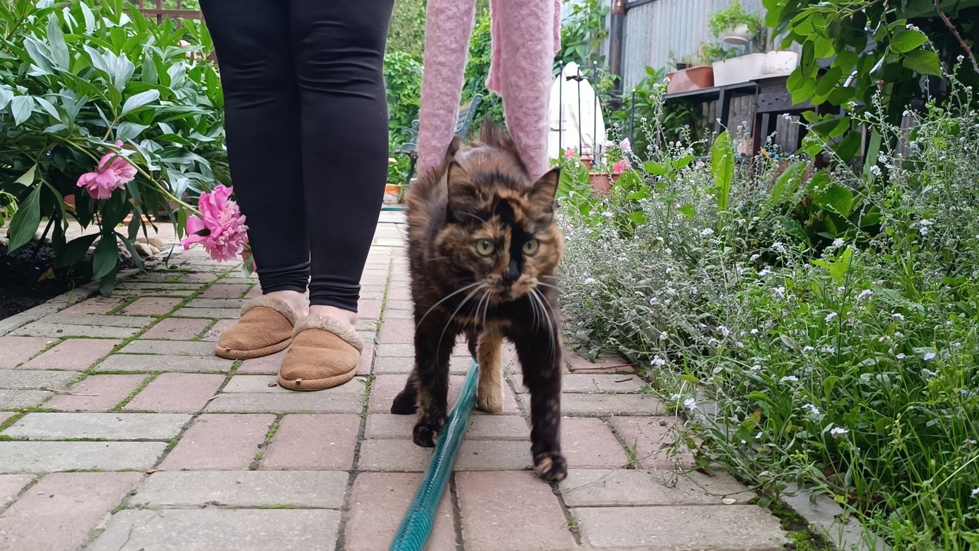 кошка, лобня, благотворители,