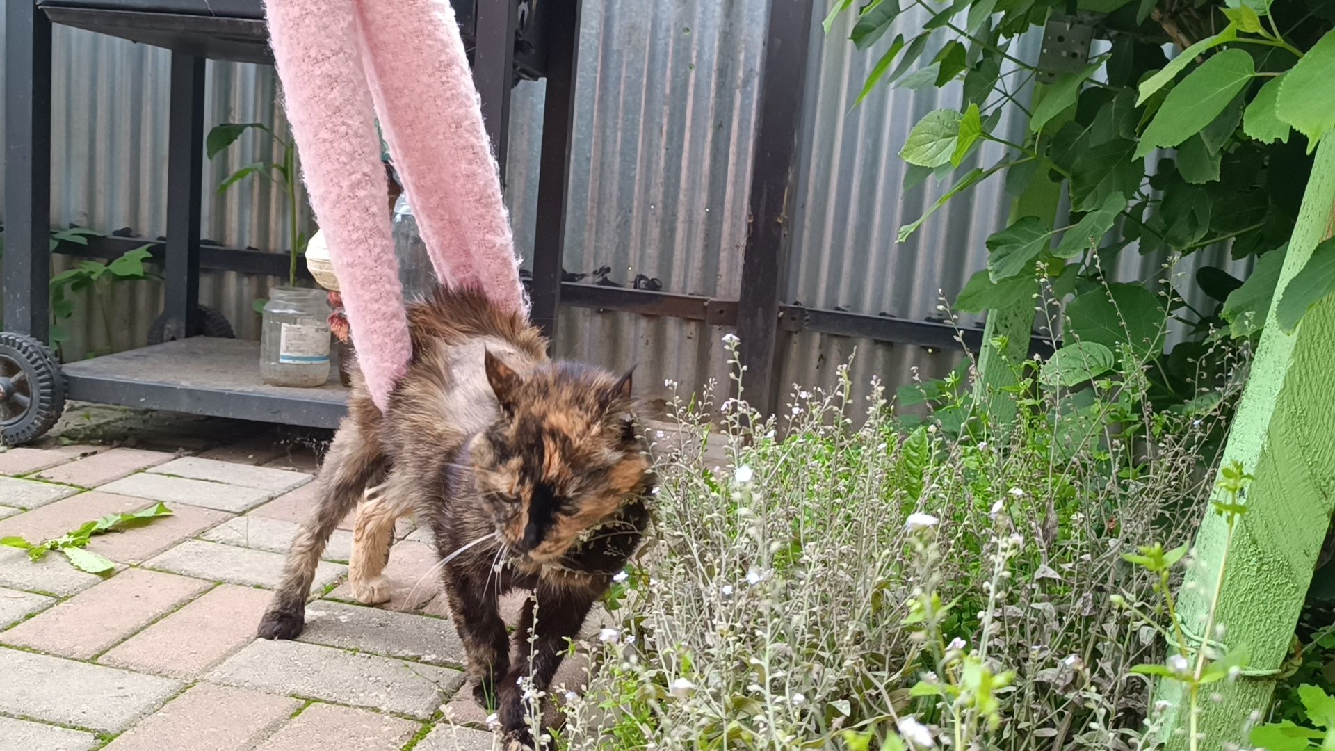 кошка, лобня, благотворители,