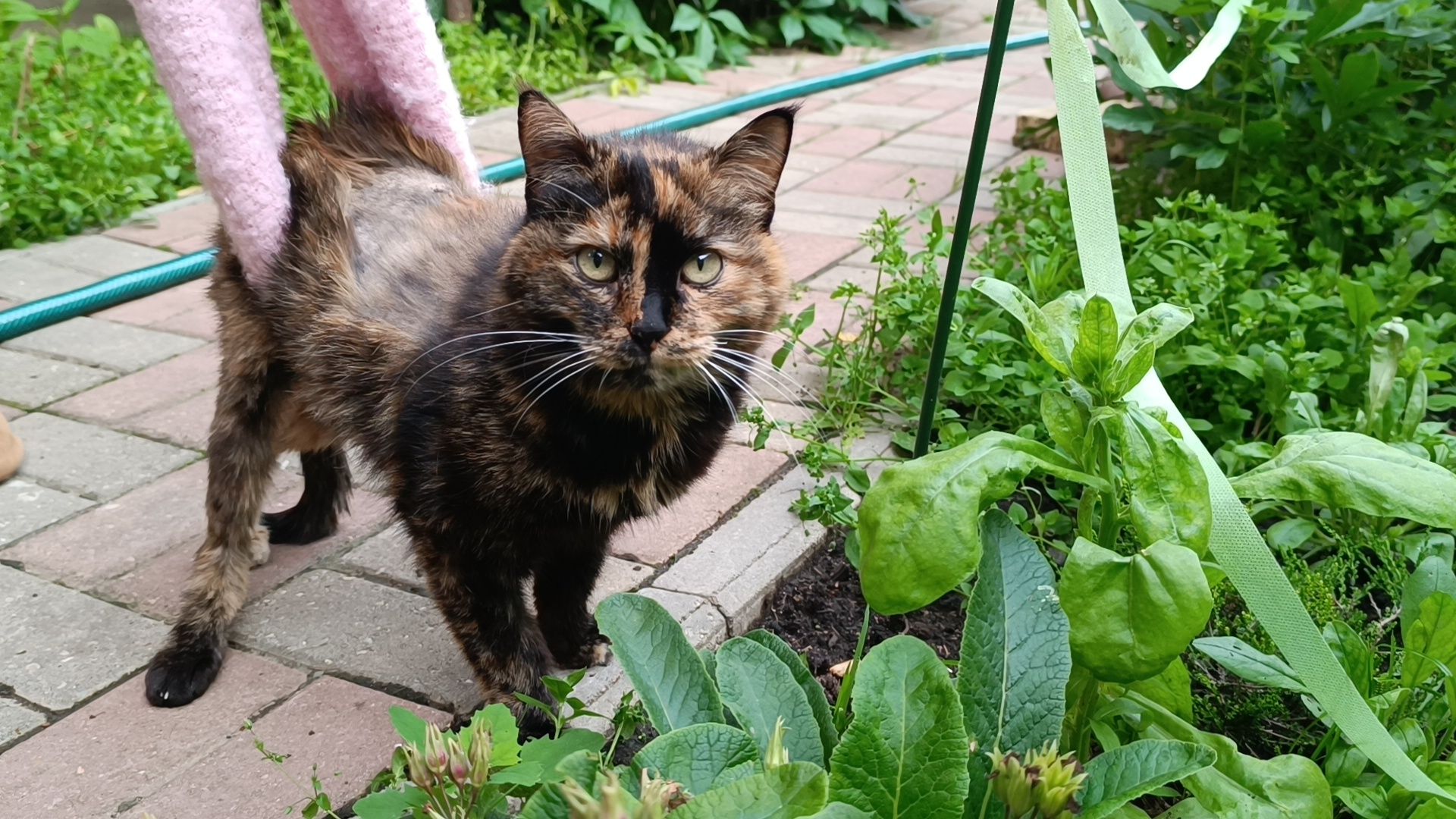 кошка, лобня, благотворители,