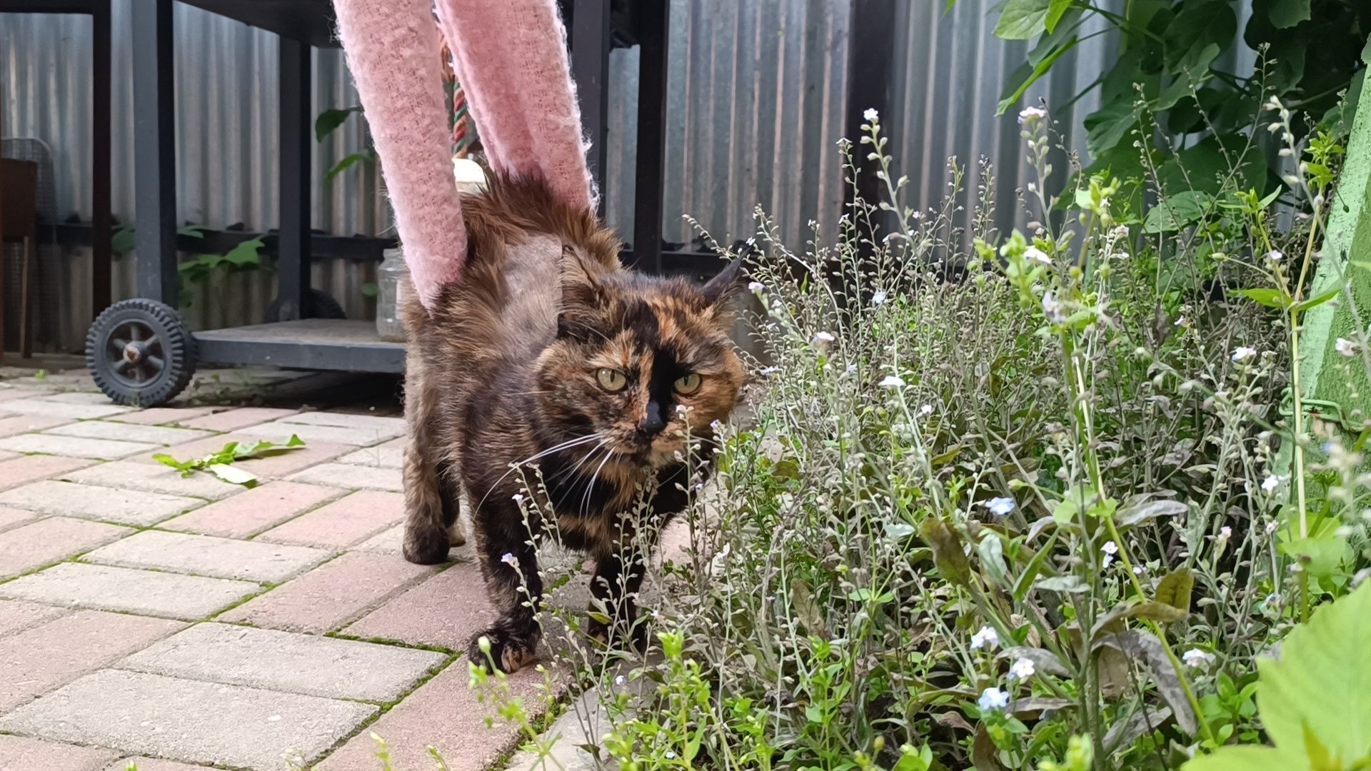 кошка, лобня, благотворители,