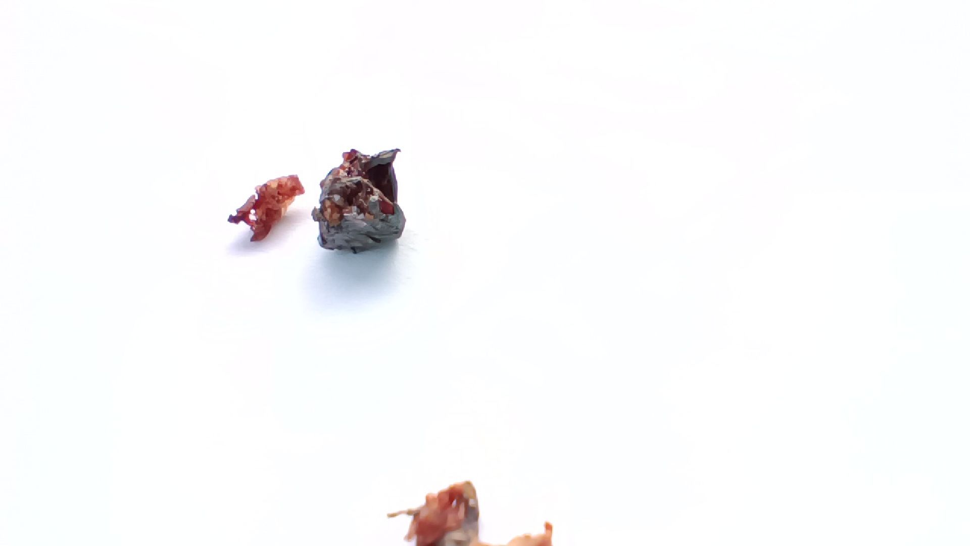 кошка, лобня, благотворители,