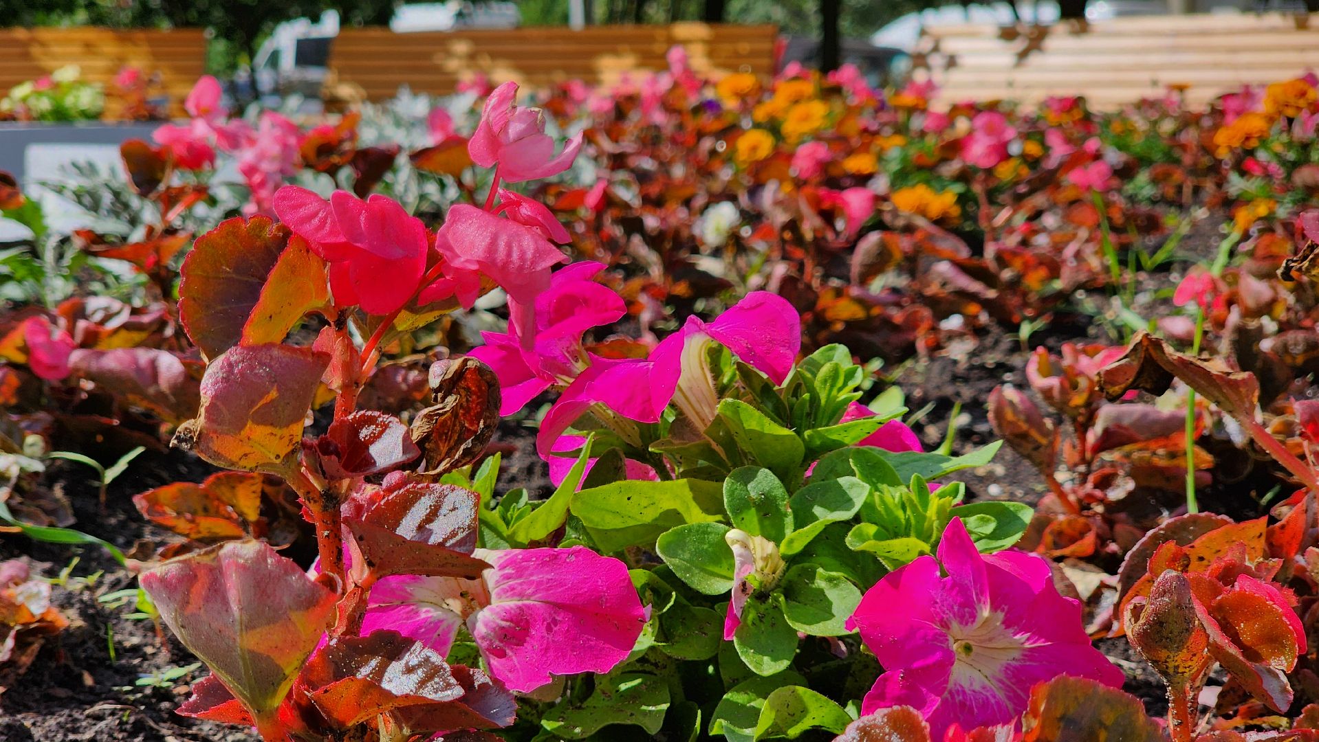 по следам выездной администрации, поручение главы, городской сквер, озеленение города,